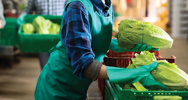 Woman sifting through crates of lettuce looking for food waste in a food storage area