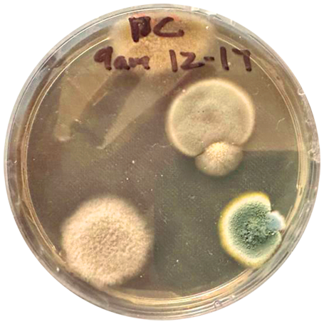 Petri dish with mold spores after 120 hours